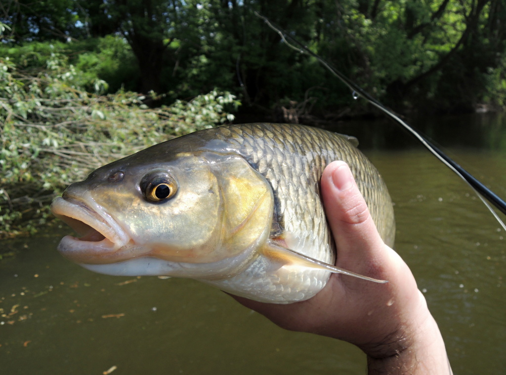 Velk� huba je p�ipravena pro hlt�n� opravdu rozmanit� potravy. Velk� suchozemsk� �i vodn� hmyz, larvy, kukly, mal� rybi�ky, drobn� oboj�iveln�ci nebo dokonce i sladk� plody ovocn�ch strom�... Nic z toho nen� pro velk�ho tlou�t� ��dn� probl�m!