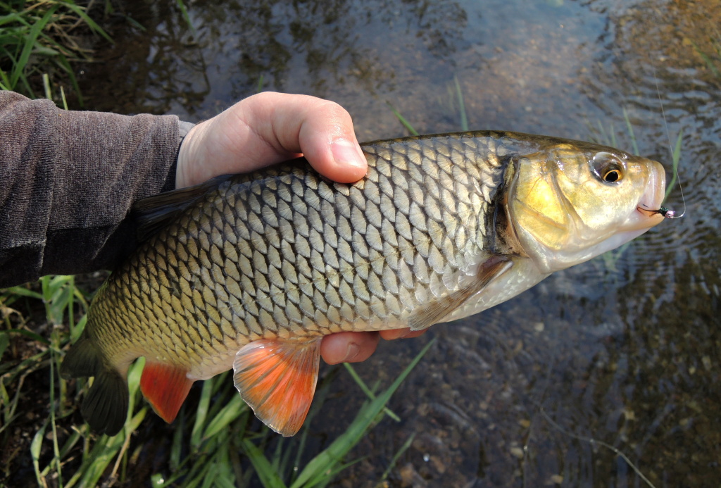 N�dhern� vybarven� tlou�� z vedlej��ho proudu. Kdy� se pod�v�te d�kladn�ji, uvid�te, �e pr�v� zmi�ovan� vzor AR Pink Tag Green Peacock Jig se mu stal osudn�m. Nemus� se ale b�t, v�echny sv� �lovky opatrn� pou�t�m zp�t do �eky!