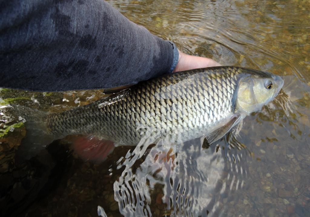 Velk� ryby jsou po souboji v�t�inou unaven� v�ce, ne� men�� jedinci. Podr�te je proto v proudu do t� doby, dokud neuc�t�te, �e se jim vrac� do t�la s�la a svalov� aktivita! Je to kr�sn� pocit, kdy� ryba odplouv� zp�t do bezpe��, nav�c chyt�ej�� ne� d��ve.