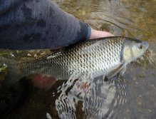Velké ryby jsou po souboji většinou unavené více, než menší jedinci. Podržte je proto v proudu do té doby, dokud neucítíte, že se jim vrací do těla síla a svalová aktivita! Je to krásný pocit, když ryba odplouvá zpět do bezpečí, navíc chytřejší než dříve.