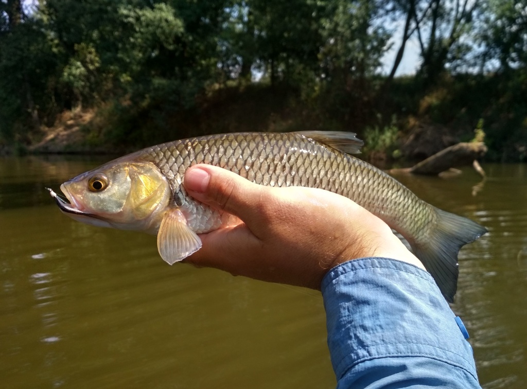 I men�� tlou�ti vyr�ej� po streamerech. Tento neodolal m�mu vzoru AR Skinny Fry Streamer, co� je jednoduch� a velice ��inn� tenk� streamer nav�zan� z perle�ov� lametky a b�lo-hn�d�ho bucktailu. V�e na tradi�n�m h��ku s dlouh�m ram�nkem.