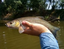 I menší tloušti vyrážejí po streamerech. Tento neodolal mému vzoru AR Skinny Fry Streamer, což je jednoduchý a velice účinný tenký streamer navázaný z perleťové lametky a bílo-hnědého bucktailu. Vše na tradičním háčku s dlouhým raménkem.