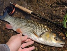 Velký zlatý tloušť s typickými červenými ploutvemi a tmavým ocasem. Tato ryba je focena vedle prutu v mělké vodě, aby nedošlo k jejímu poranění v případě, že by se rozhodla vyprostit z "nebezpečí". Toto je určitě vhodná metoda fotografování úlovku.