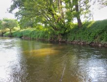 Lehce zakalená voda v pěkném příbřežním proudu. Ideální čas pro mokrý styl s tmavšími vzory. Mušky nahazujte do břehu a nechávejte je pomalu unášet ve vodním sloupci. A nebojte se, že byste záběry nepoznali. Ryby vám budou trhat šňůru z rukou!