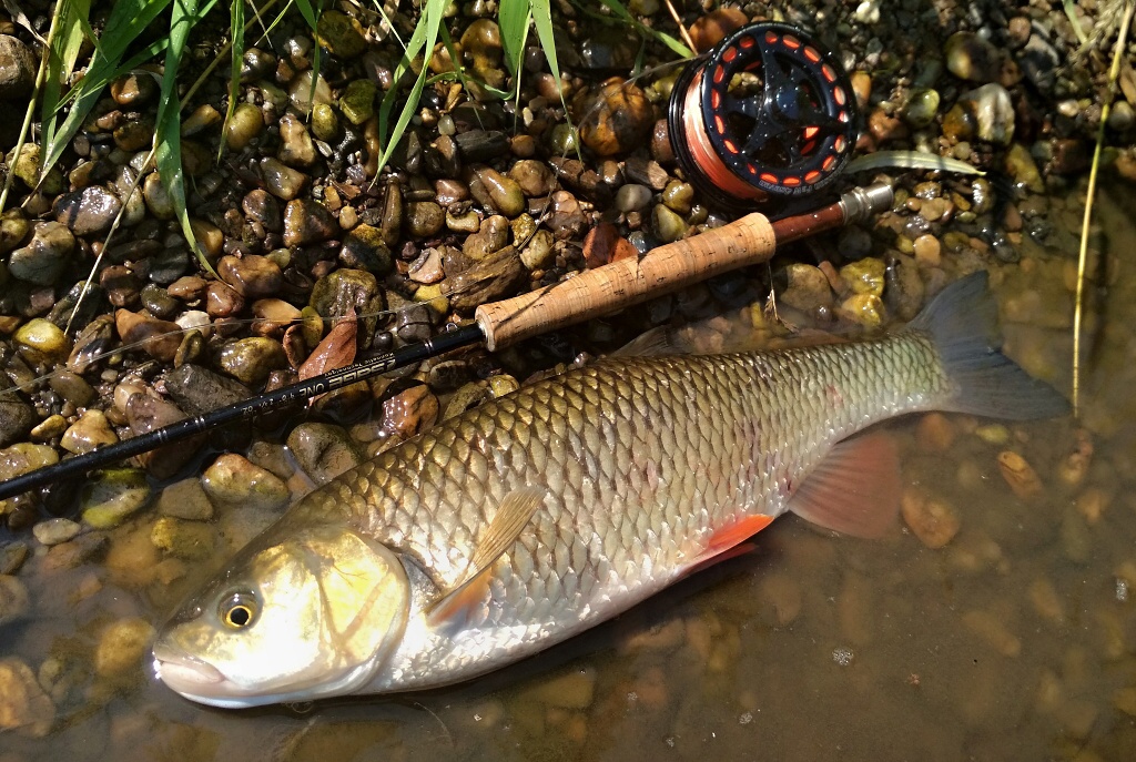 Perfektn� tlou��, kter�ho jsem ulovil pod p�evisl�mi v�tvemi na tenk� rybi�kov� streamer. Po dopadu mu�ky na hladinu vyjel z pod temn�ho ke�e velk� temn� st�n a uchopil moji n�strahu. Pod p�evisl�mi v�tvemi je v�skyt velk�ch tlou��� tak�ka 100%!