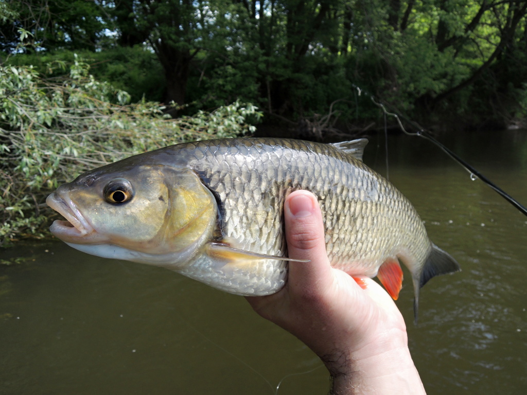 Pokud chod�te na ryby v�t�inu �asu sami jako j�, m�te v podstat� 3 mo�nosti, jak bezpe�n� vyfotit �lovek. 1. "Fly & Gear" jste ji� mohli vid�t na p�ede�l�ch fotk�ch. 2. je TENTO - fotka ryby v ruce. 3. zp�sob je nej�etrn�j�� - nefotit �lovek! :-)