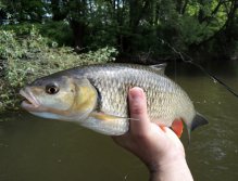 Pokud chodíte na ryby většinu času sami jako já, máte v podstatě 3 možnosti, jak bezpečně vyfotit úlovek. 1. "Fly & Gear" jste již mohli vidět na předešlých fotkách. 2. je TENTO - fotka ryby v ruce. 3. způsob je nejšetrnější - nefotit úlovek! :-)
