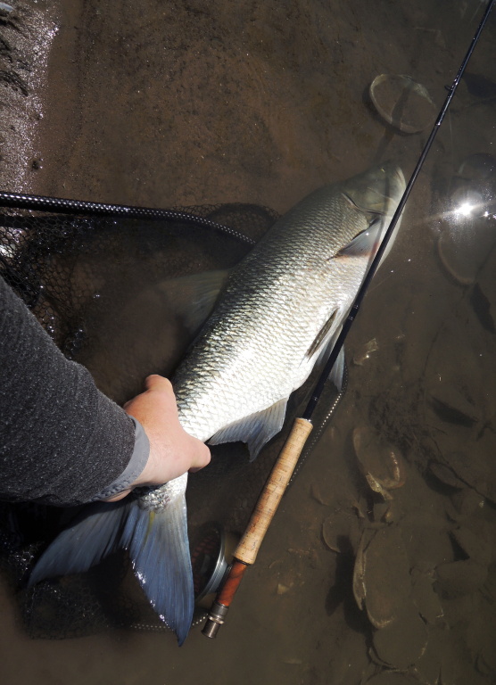 Obrovsk� 80 cm bolen za�to�il na m�j drobn� rybi�kov� streamer ve velice �patn� p��stupn�m m�st�. Rychl� zm��en� a fotografie odpov�daj�c� podm�nk�m ter�nu a tato siln� ryba m��e rychle zp�t - d�l ��t sv�j tvrd� ryb� �ivot neohro�en�ho st��brn�ho dravce!