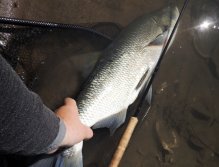 Obrovský 80 cm bolen zaútočil na můj drobný rybičkový streamer ve velice špatně přístupném místě. Rychlé změření a fotografie odpovídající podmínkám terénu a tato silná ryba může rychle zpět - dál žít svůj tvrdý rybí život neohroženého stříbrného dravce!