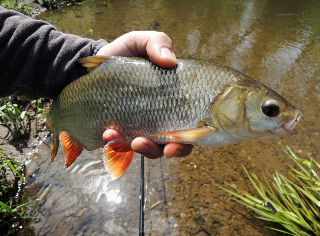 Mimopstruhov� voda m� jednu obrovskou v�hodu - druhovou ryb� pestrost! Na um�lou mu�ku lze pak chytat prakticky celou ryb� obs�dku - v�echny druhy jelc�, boleny, kapry, amury, cejny, plotice, drav� ryby... Je pot�eba jen p�izp�sobovat techniku lovu!