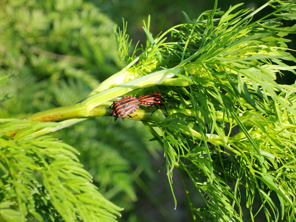 Bujn� p��b�e�n� vegetace je pln� �ivota! Stromy a ke�e lemuj�c� �eku jsou pln� hmyzu v nejr�zn�j��ch podob�ch a velikostech, jako je tomu vid�t na tomto obr�zku! Jakmile mohu lovit na velk� such� mu�ky napodobuj�c� suchozemsk� hmyz, jsem nad�en�!