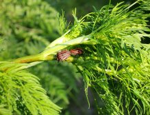 Bujná příbřežní vegetace je plná života! Stromy a keře lemující řeku jsou plné hmyzu v nejrůznějších podobách a velikostech, jako je tomu vidět na tomto obrázku! Jakmile mohu lovit na velké suché mušky napodobující suchozemský hmyz, jsem nadšený!