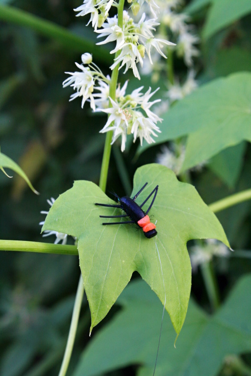M�m obl�ben�m vzorem je m�j AR Black & Peacock Foam Beetle! P�ipad� mi, �e �e�t� mu�ka�i jsou v��i tomuto druhu such�ch mu�ek pom�rn� ned�v��iv� a jdou sp�e tradi�n� cestou. Ale pro� si tak trochu neud�lat Nov� Z�land i u n�s v �esk� republice? ;-)