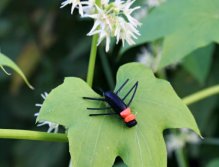 Mým oblíbeným vzorem je můj AR Black & Peacock Foam Beetle! Připadá mi, že čeští muškaři jsou vůči tomuto druhu suchých mušek poměrně nedůvěřiví a jdou spíše tradiční cestou. Ale proč si tak trochu neudělat Nový Zéland i u nás v České republice? ;-)