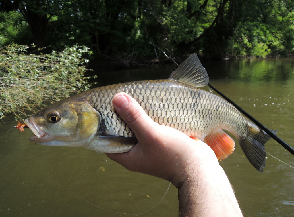 Velk� Goddard�v chrost�k na 8 h��ku zahu�el v tlam� p�kn�ho tlou�t� jako nic! Na tento den moc r�d vzpom�n�m. P�ebrodil jsem �eku na vzd�len�j�� a nep��stupn� b�eh, kde jsem pod v�tvemi chytal kr�sn� tlou�t� na velk� such� mu�ky!