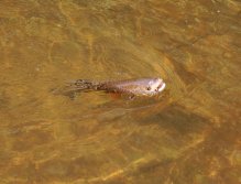 Důkaz místo slibů - AR Black & Peacock Foam Beetle funguje! I když jsou tloušti snadno lovitelní na velké suché mušky, pokud se na nějakém místě zdržíte, určitě mušky měňte! Tloušti jsou ryby důvěřivé, ale nikoliv hloupé - o to více to platí u větších ryb