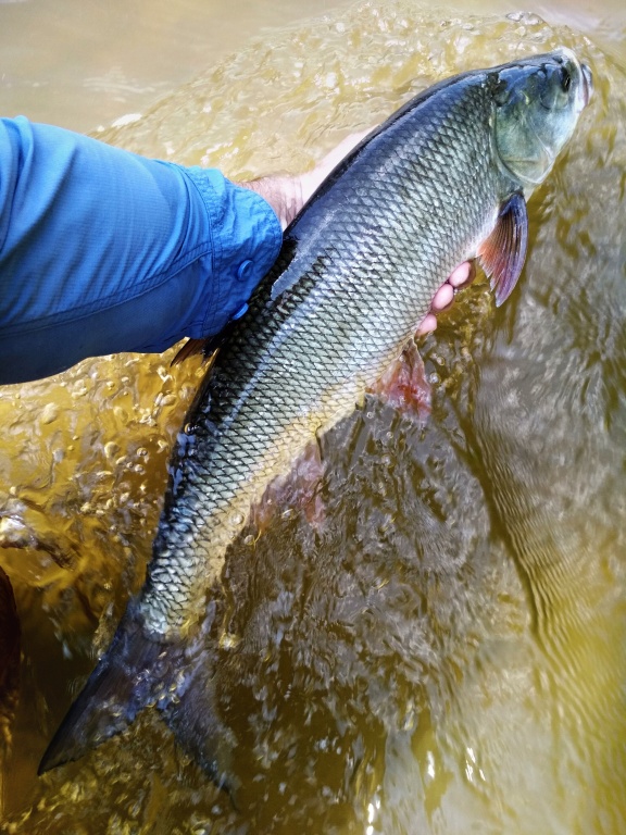 Boleni jsou dal�� kr�sn� drav� ryby z mimopstruhov�ch vod, kter� m��eme s velk�m �sp�chem lovit na mu�ka�sk� n��in�! Velice dob�e berou na subtiln� streamery, kter� imituj� oukleje, nebo speci�ln� povrchov� poppery a gurglery!