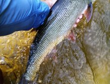 Boleni jsou další krásné dravé ryby z mimopstruhových vod, které můžeme s velkým úspěchem lovit na muškařské náčiní! Velice dobře berou na subtilní streamery, které imitují oukleje, nebo speciální povrchové poppery a gurglery!