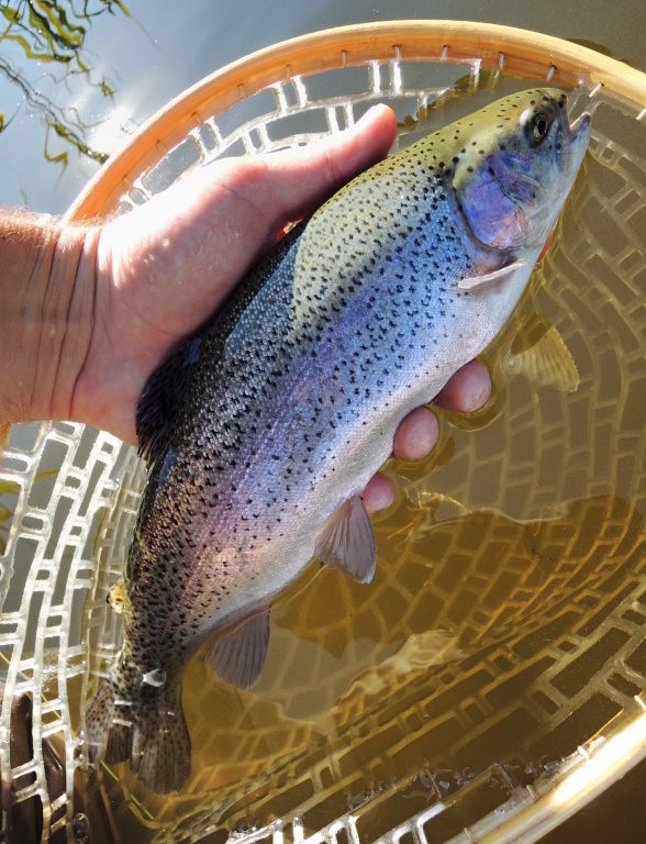 A pr�v� tento pstruh byl uloven na �t�hlou olivovou larvu �id�lka s dlouh�m marabou oc�skem! Univerz�ln� n�strahou v toto obdob� je nap�. i olivov� Wolly Bugger se zlatou hlavi�kou. Pou��vejte jednu mu�ku na dlouh�m n�vazci spolu s intermedi�ln� ���rou.