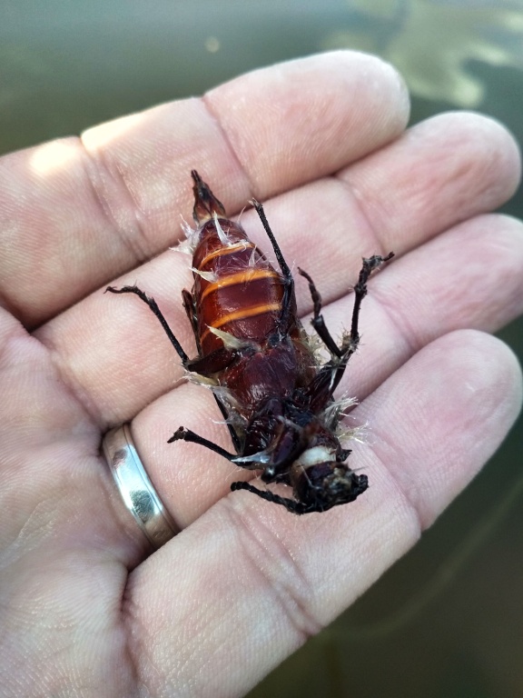 V�dy je d�le�it�, v��mat si okol� a jak� typ potravy nab�z� ryb�m vodn� prost�ed�. Pokud n�jak� typ hmyzu p�eva�uje - pakom��i, �id�lka, chrost�ci, jepice atd. pokuste se p�ibl�it se realit�! V tomto p��pad� to ale nesm�te br�t tak smrteln� v�n�! ;-)