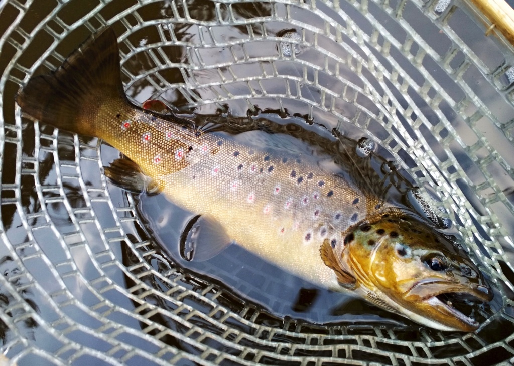 D�kazem toho je tento kr�sn� p��rodn� poto��k kolem 45 cm uloven� na m�j obl�ben� a velice jednoduch� AR Skinny Fry Streamer napodobuj�c� �t�hl� pot�r b�l�ch ryb. Tato ryba lovila v hejnu mal�ch plotic a j� byl ve spr�vn� �as na spr�vn�m m�st�.