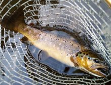 Důkazem toho je tento krásný přírodní potočák kolem 45 cm ulovený na můj oblíbený a velice jednoduchý AR Skinny Fry Streamer napodobující štíhlý potěr bílých ryb. Tato ryba lovila v hejnu malých plotic a já byl ve správný čas na správném místě.