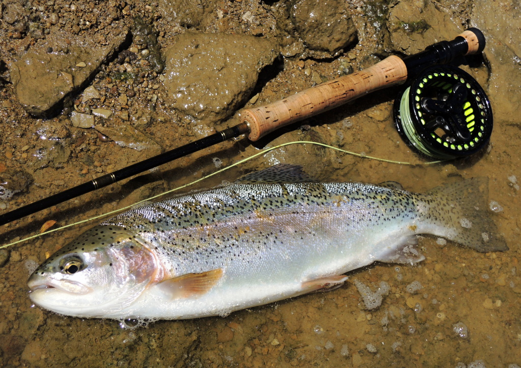 D�kazem toho je tento p�kn� duh�k pr�v� z m�sta, kter� bylo pops�no v p�edchoz�m obr�zku. V takov�m p��pad� je ale nutn� mu�ky stahovat opravdu pomalu - v podstat� jen udr�ovat kontakt s nimi. Ryby takov� m�sta proj�d�j� a na�e mu�ky bez probl�mu najdou!