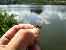 Vhodnými muškami jsou tencí epoxidoví pakomáři, nekonkrétní vzory PTN či zaječích oušek jako je možné vidět na tomto obrázku. Ryby často proplouvají pod břehy a takové sousto alespoň zkusí ochutnat, oproti např. aktivně vedené luře apod.
