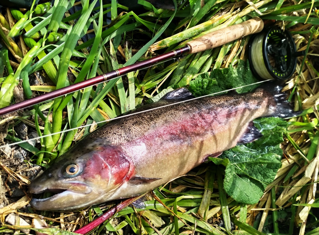 No kone�n�! Kr�sn� ml��ak neodolal a bl�zko b�ehu vzal malou tmavou nymfu. Takov�to ryba je pak obrovskou satisfakc� a vykoupen�m z hork�ho slune�n�ho n�kolika hodinov�ho utrpen� bez po��dn�ho z�b�ru! �t�st� p�eje p�ipraven�m, ale i vytrval�m!