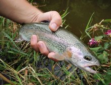 Příkladem toho je tento krásně tečkovaný duhák, kterého jsem ulovil právě v místě z předchozí fotky. Tato ryba sledovala můj AR Mylar Body Zonker Streamer téměř až pod špičku prutu, kde se nakonec odhodlala k osudnému útoku.