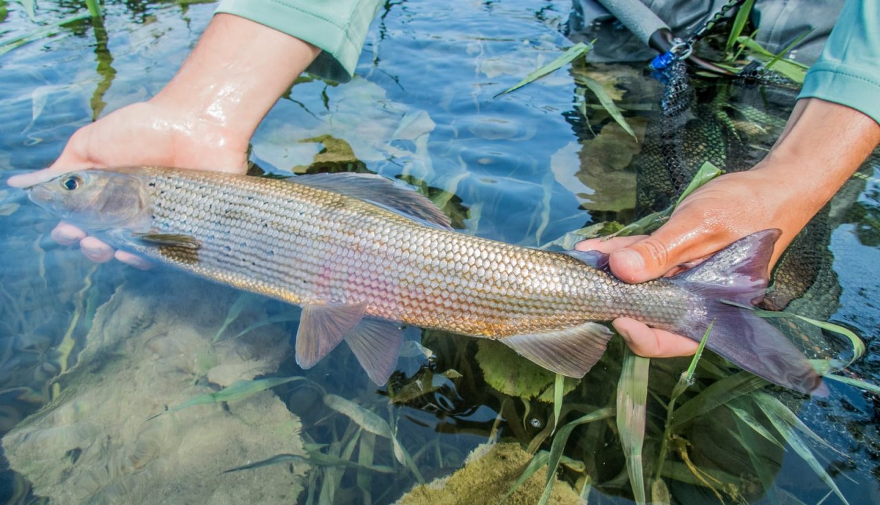 Mu�ka�en� v Rakousku a Bavorsku