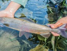 Muškaření v Rakousku a Bavorsku
