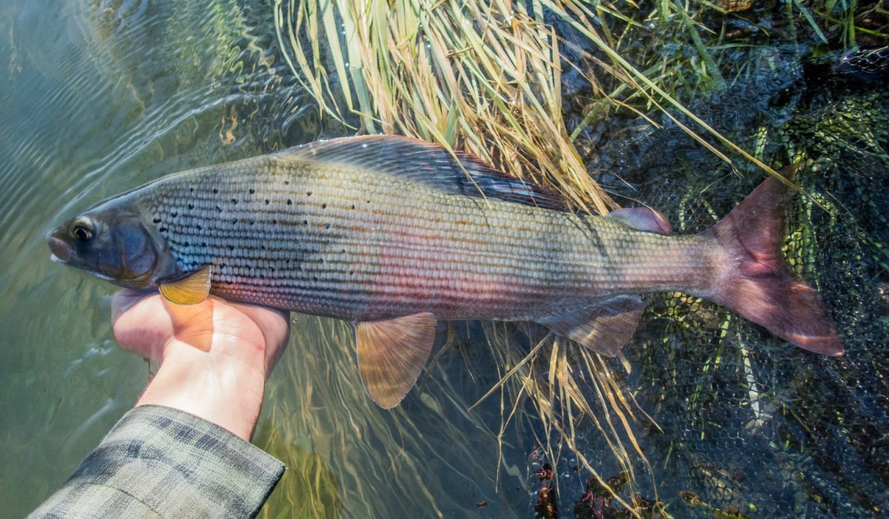 Mu�ka�en� v Rakousku a Bavorsku