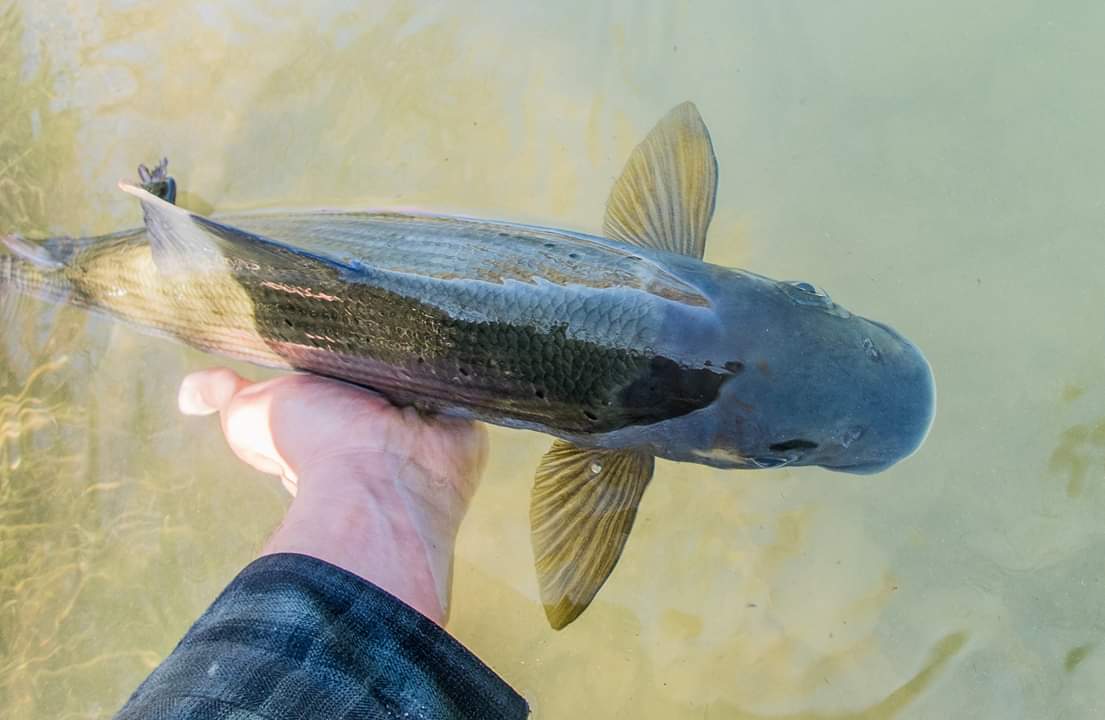 Mu�ka�en� v Rakousku a Bavorsku