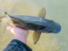 Muškaření v Rakousku a Bavorsku