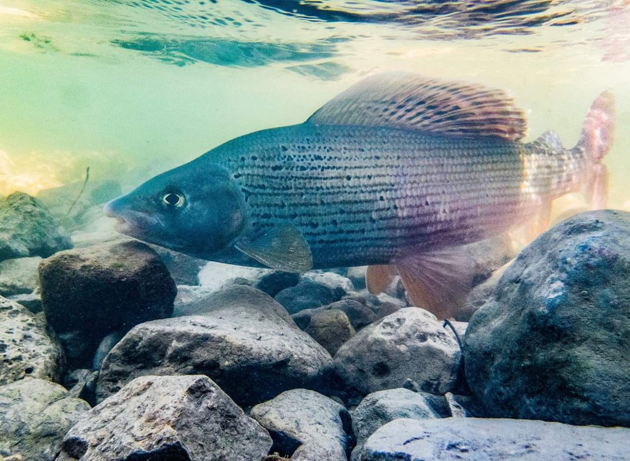 Mu�ka�en� v Rakousku a Bavorsku