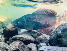 Muškaření v Rakousku a Bavorsku