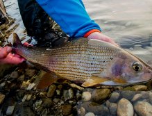 Muškaření v Rakousku a Bavorsku