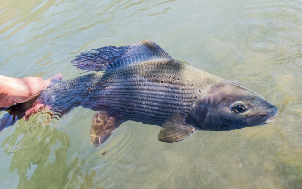 Mu�ka�en� v Rakousku a Bavorsku