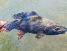 Muškaření v Rakousku a Bavorsku