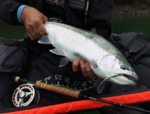 Velký duhák z jezera lovící potěr bílých ryb byl oklamán jednou z variant mého oblíbeného streameru - AR UV Flash Fish! Budu se těšit u další muškařské galerie nebo článku. Ať se Vám u vody daří! Aleš ;-)