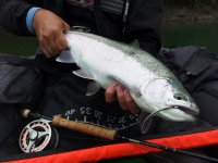 TOP & Oblben Streamery z m krabiky