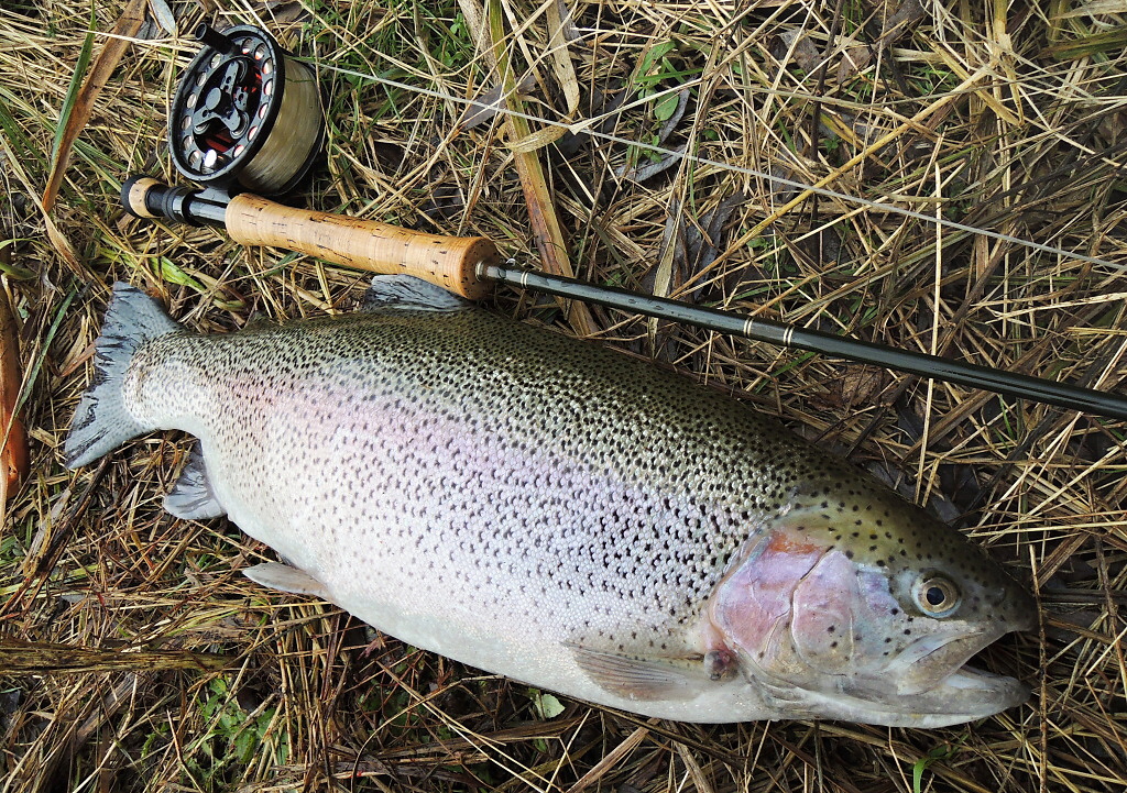 A je tomu tak! Jak jsem ji� v galerii uvedl, v podve�ern�ch hodin�ch za��naj� v�t�� ryby proj�d�t m�l�� vodu v bl�zkosti b�eh�. Pokud budete dostate�n� ti���, opatrn� a budete lovit na p�irozen� typy mu�ek, je velk� �ance na p�kn� zakon�en� lovu.