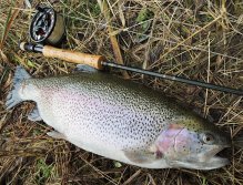 A je tomu tak! Jak jsem již v galerii uvedl, v podvečerních hodinách začínají větší ryby projíždět mělčí vodu v blízkosti břehů. Pokud budete dostatečně tišší, opatrní a budete lovit na přirozené typy mušek, je velká šance na pěkné zakončení lovu.