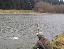 Díl I. Během větrného listopadového dne zasekl Jirka u břehu pěknou rybu! Právě ale přichází nejkritičtější část souboje, kdy se ryba snaží vytřepat mušku u hladiny! V takový moment je nejlepší rychle sklopit prut do strany k hladině!
