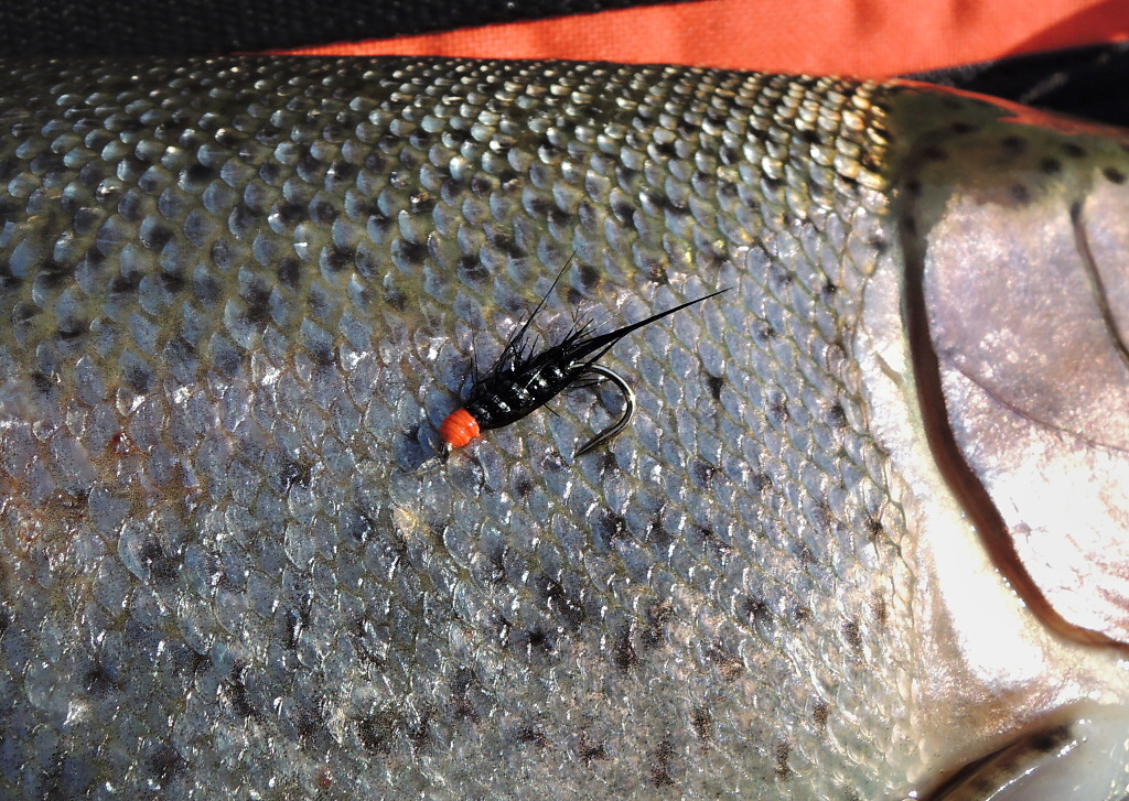 AR Diablo Bach a jeho duhov� ob�! V jarn�ch m�s�c�ch s oblibou chyt�m hlavn� s intermedi�ln� ���rou a fantastick�mi mu�kami, jako jsou podobn� typy nymf nebo men�� lurky. Ve vod� nen� p��li� p�irozen� potravy, a tak ryby pot�ebuj� sp�e vydr�dit.