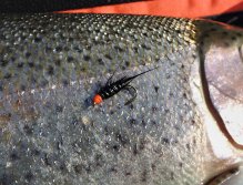 AR Diablo Bach a jeho duhová oběť! V jarních měsících s oblibou chytám hlavně s intermediální šňůrou a fantastickými muškami, jako jsou podobné typy nymf nebo menší lurky. Ve vodě není příliš přirozené potravy, a tak ryby potřebují spíše vydráždit.