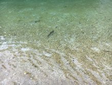 Jezerní muškaření v Trentino