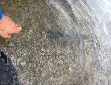 Jezerní muškaření v Trentino