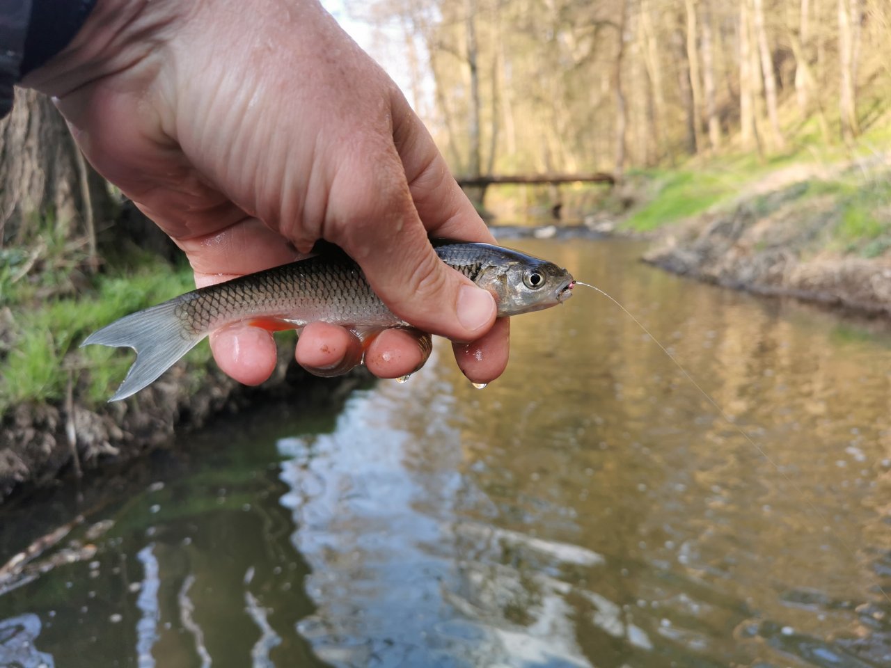 Ka��k pod Lod�nic�